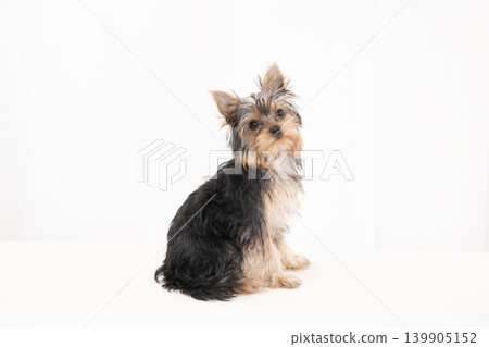 A Yorkshire Terrier puppy in a bed against a white background. A Yorkshire Terrier puppy in a bed against a white background. 139905152