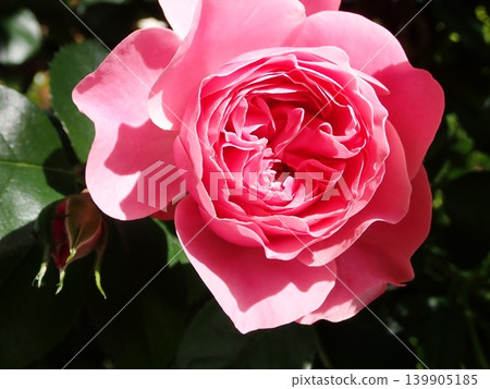 Close-up of pink roses 139905185
