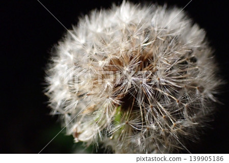 Macro photo of dandelion fluff 139905186