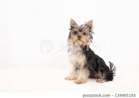 White background and Yorkshire Terrier puppy 139905193
