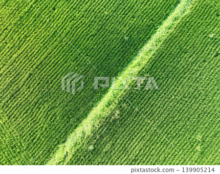 Green Green 139905214