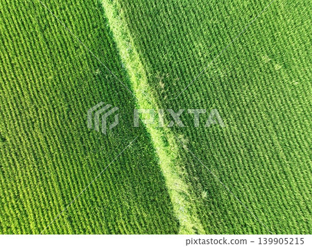 Green Green 139905215