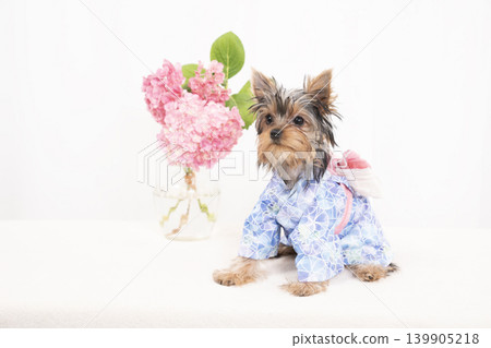 一隻約克夏梗幼犬穿著浴衣,背景是白色。 一隻約克夏梗幼犬穿著浴衣,背景是白色。 139905218
