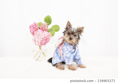 一隻約克夏梗幼犬穿著浴衣,背景是白色。 一隻約克夏梗幼犬穿著浴衣,背景是白色。 139905271