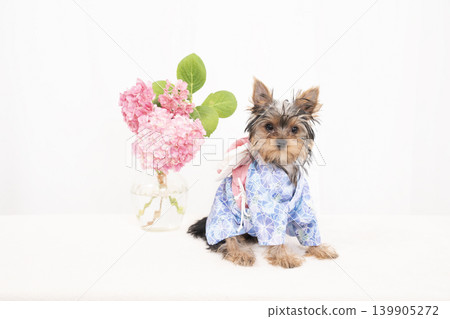 A Yorkshire Terrier puppy wearing a yukata against a white background. A Yorkshire Terrier puppy wearing a yukata against a white background. 139905272
