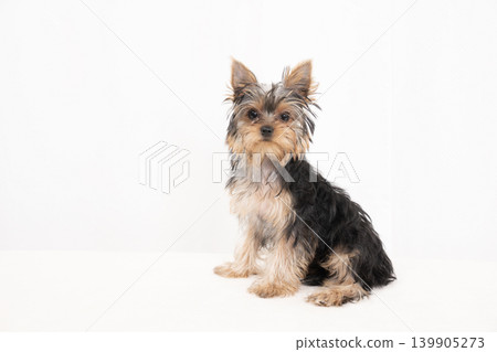 白色背景,約克夏梗幼犬 白色背景,約克夏梗幼犬 139905273