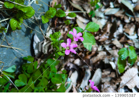 Purple flowers of the purple wood sorrel Purple flowers of the purple wood sorrel 139905387