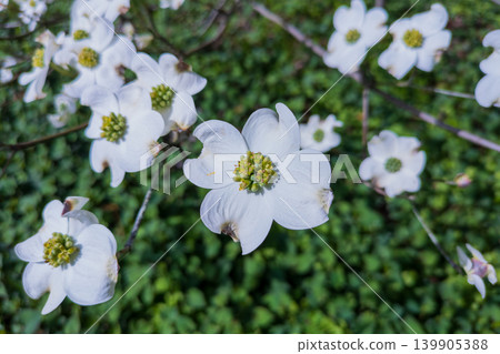 White dogwood flowers blooming in the park White dogwood flowers blooming in the park 139905388