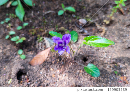 A single violet flower blooming in the vacant lot, heralding the arrival of spring. A single violet flower blooming in the vacant lot, heralding the arrival of spring. 139905389