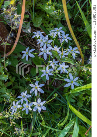 White flower 139905392