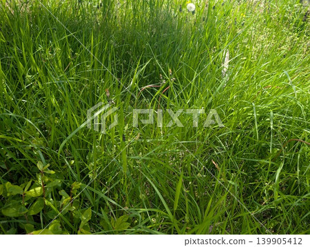 A vibrant, fresh green field of grass in early summer. 139905412