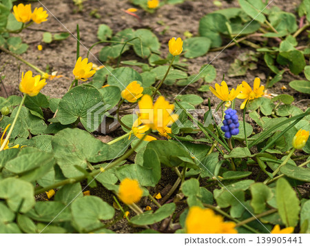 Lesser Celandine Ficaria verna and Blue Muscari Flowers in Spring 139905441