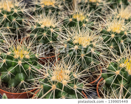 Echinocactus Barrel Cactus Yellow Spines Closeup Nursery Pots Collection 139905449