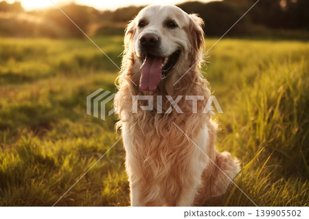 Happy Golden Retriever In A Field At Sunset Happy Golden Retriever In A Field At Sunset 139905502