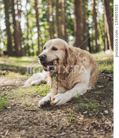Adorable Golden Retriever In Forest 139905503