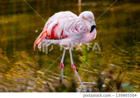 Pink Flamingo Birds In Water 139905504