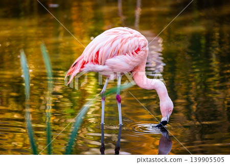 Pink Flamingo Birds In Water 139905505