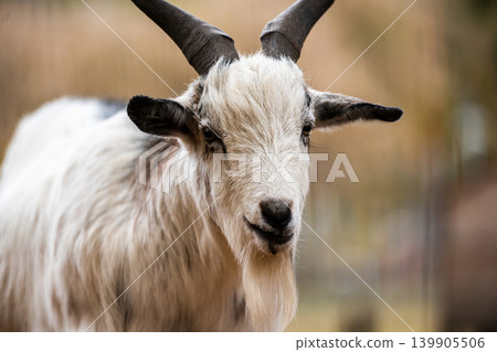 Beautiful Young Goat On An Outdoor Farm Beautiful Young Goat On An Outdoor Farm 139905506