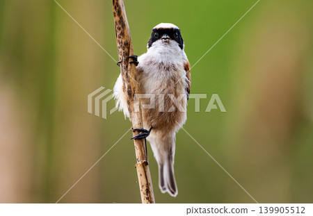 Little Bird Remiz Sits On A Reed 139905512