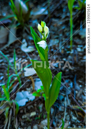 堤岸上盛開的銀蘭白花 堤岸上盛開的銀蘭白花 139905614