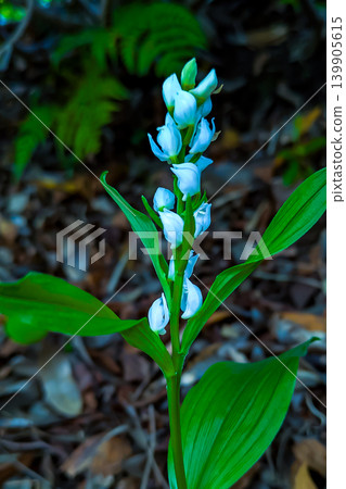 堤岸上盛開的銀蘭白花 堤岸上盛開的銀蘭白花 139905615