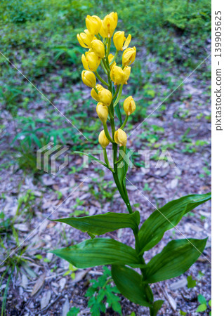 The bright yellow flowers of the golden orchid stand out in the forest. The bright yellow flowers of the golden orchid stand out in the forest. 139905625