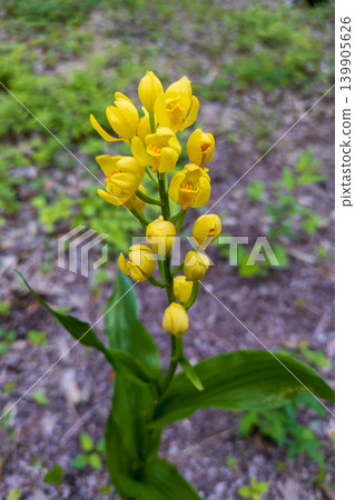 The bright yellow flowers of the golden orchid stand out in the forest. The bright yellow flowers of the golden orchid stand out in the forest. 139905626