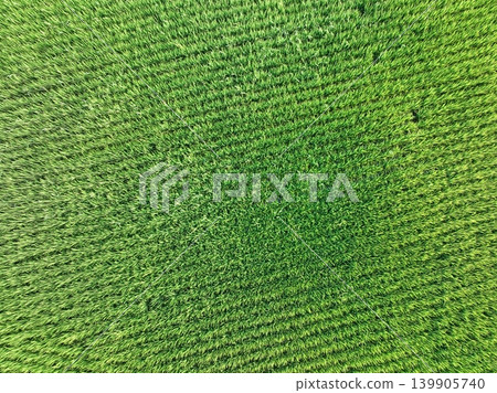 Paddy field Paddy field 139905740