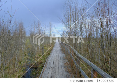 Wooden Boardwalk Through Wetlands in Yelnya Nature Reserve, Belarus 139905780