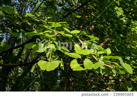 The young ginkgo leaves, shining green in the spring sunlight. The young ginkgo leaves, shining green in the spring sunlight. 139905805