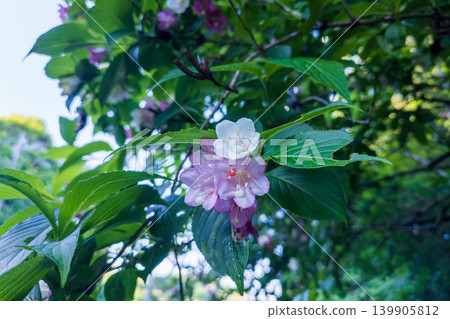 佛羅裡達錦帶花的紅白花朵 佛羅裡達錦帶花的紅白花朵 139905812