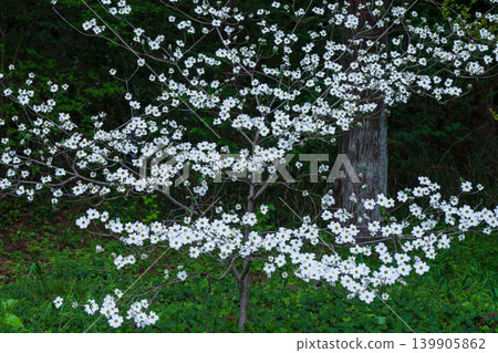 公園裡盛開著白山茱萸花 公園裡盛開著白山茱萸花 139905862