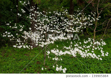 公園裡盛開著白山茱萸花 139905864