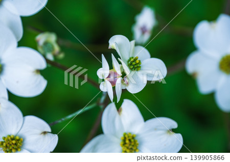 White dogwood flowers blooming in the park White dogwood flowers blooming in the park 139905866