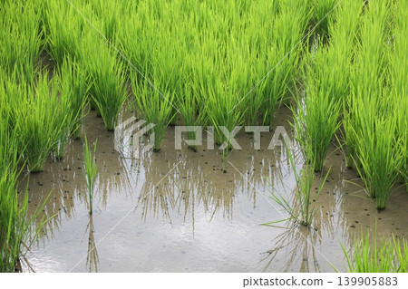 Rice planting Rice planting 139905883