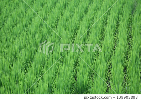 Paddy field Paddy field 139905898