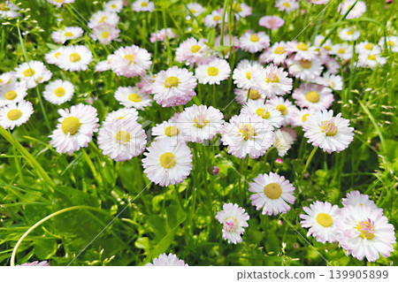 Blooming Bellis perennis perennis daisies with soft pink and white petals in green grass. Beautiful spring wildflowers in sunlight, symbol of nature, freshness and garden beauty Blooming Bellis perennis perennis daisies with soft pink and white petals in green grass. Beautiful spring wildflowers in sunlight, symbol of nature, freshness and garden beauty 139905899