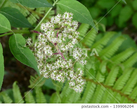接骨木花常用於野生蔬菜菜餚和水果酒中,是一種廣為人知的草藥,歐洲接骨木花被稱為接骨木。 接骨木花常用於野生蔬菜菜餚和水果酒中,是一種廣為人知的草藥,歐洲接骨木花被稱為接骨木。 139906204