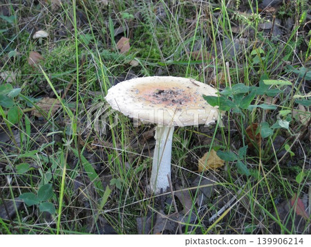 芬蘭白蘑菇 芬蘭白蘑菇 139906214
