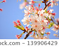 在晴朗的天空下，櫻花開始飄落。 139906429