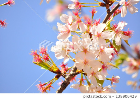 Cherry blossoms beginning to fall under a clear sky 139906429