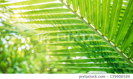 Palm leaf macro green stunning breathtaking dreamy ethereal luminous vibrant lush tropical nature botany wallpaper abstract closeup artistic sunshine outdoor background texture pattern fresh organic Palm leaf macro green stunning breathtaking dreamy ethereal luminous vibrant lush tropical nature botany wallpaper abstract closeup artistic sunshine outdoor background texture pattern fresh organic 139906589