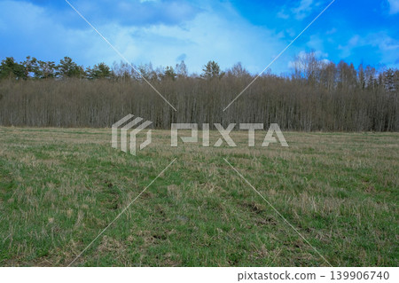 Grassy Field and Leafless Forest Under a Bright Blue Sky in Belarus 139906740