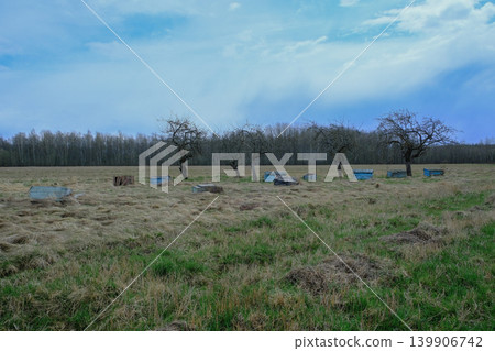 Grassy Field with Beehives and Leafless Trees in Rural Belarus 139906742