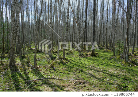 Birch Forest with Mossy Undergrowth in Yelnya Nature Reserve, Belarus 139906744