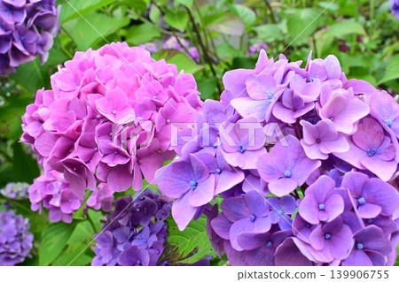 A close-up of pink and purple hydrangeas in full bloom. A close-up of pink and purple hydrangeas in full bloom. 139906755