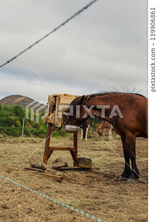 Brown Horse Feeding in a Grassy Fenced Pasture Under Cloudy Sky Brown Horse Feeding in a Grassy Fenced Pasture Under Cloudy Sky 139906861