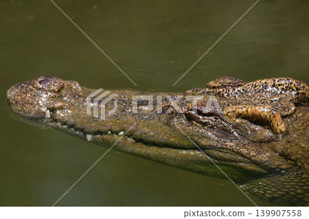 The crocodile is show head in the river 139907558