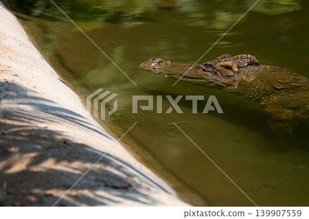 The crocodile is show head in the river 139907559