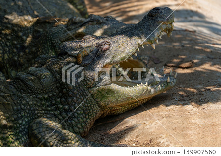 The crocodile is show head near the river The crocodile is show head near the river 139907560